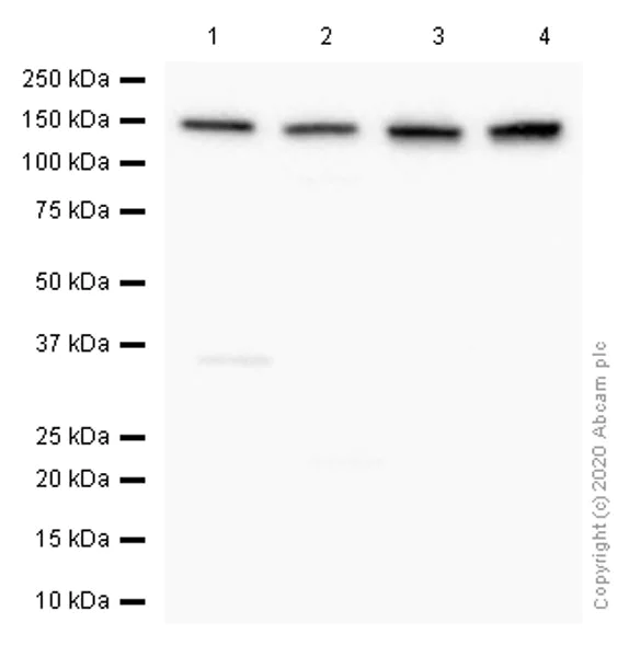 Western blot - Anti-pan Cadherin antibody [EPR1792Y] - Intercellular Junction Marker (AB51034)