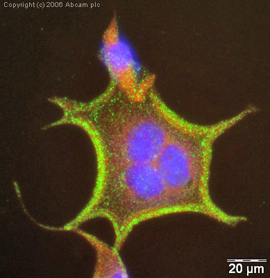 Immunocytochemistry/ Immunofluorescence - Anti-pan Cadherin antibody [mAbcam22744] (AB22744)