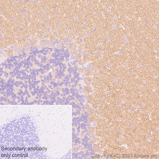 Immunohistochemistry (Formalin/PFA-fixed paraffin-embedded sections) - Anti-Pan Cav2 antibody [EPR28073-84] (ab315092), expandable thumbnail