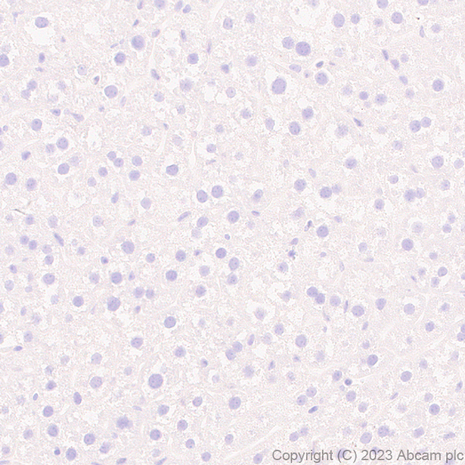 Immunohistochemistry (Formalin/PFA-fixed paraffin-embedded sections) - Anti-Pan Cav2 antibody [EPR28073-84] (AB315092), expandable thumbnail