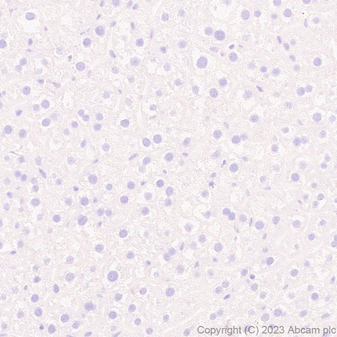Immunohistochemistry (Formalin/PFA-fixed paraffin-embedded sections) - Anti-Pan Cav2 antibody [EPR28073-84] (AB315092)