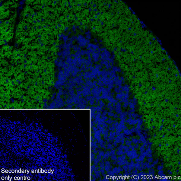 Immunohistochemistry (Frozen sections) - Anti-Pan Cav2 antibody [EPR28073-84] (ab315092), expandable thumbnail