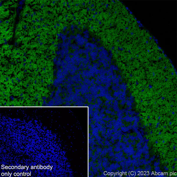 Immunohistochemistry (Frozen sections) - Anti-Pan Cav2 antibody [EPR28073-84] (AB315092)