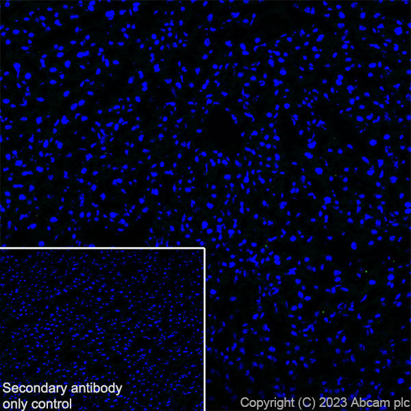 Immunohistochemistry (Frozen sections) - Anti-Pan Cav2 antibody [EPR28073-84] (ab315092), expandable thumbnail