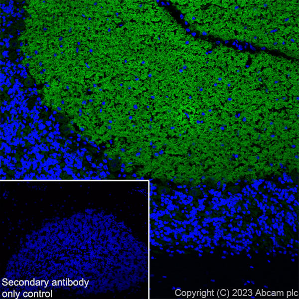 Immunohistochemistry (Frozen sections) - Anti-Pan Cav2 antibody [EPR28073-84] (ab315092), expandable thumbnail