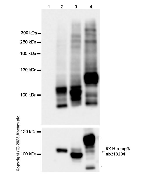 Western blot - Anti-Pan Cav2 antibody [EPR28073-84] (AB315092), expandable thumbnail