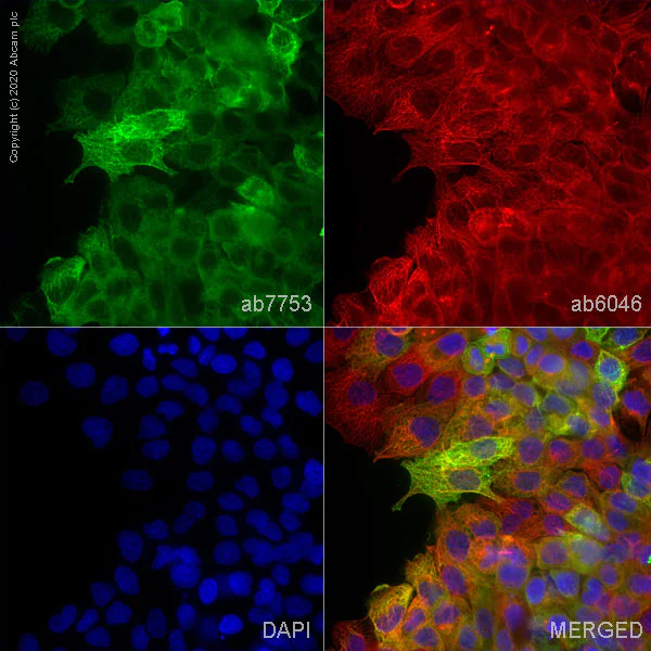 Immunocytochemistry/ Immunofluorescence - Anti-pan Cytokeratin antibody [C-11] - BSA and Azide free (AB264485)