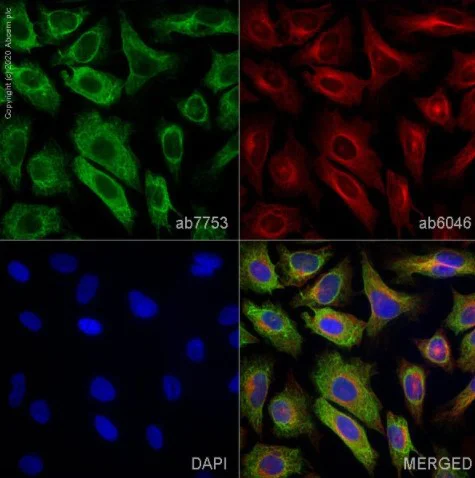 Immunocytochemistry/ Immunofluorescence - Anti-pan Cytokeratin antibody [C-11] - BSA and Azide free (AB264485)