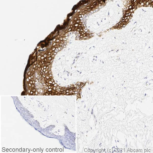 Immunohistochemistry (Frozen sections) - Anti-pan Cytokeratin antibody [C-11] - BSA and Azide free (AB264485)