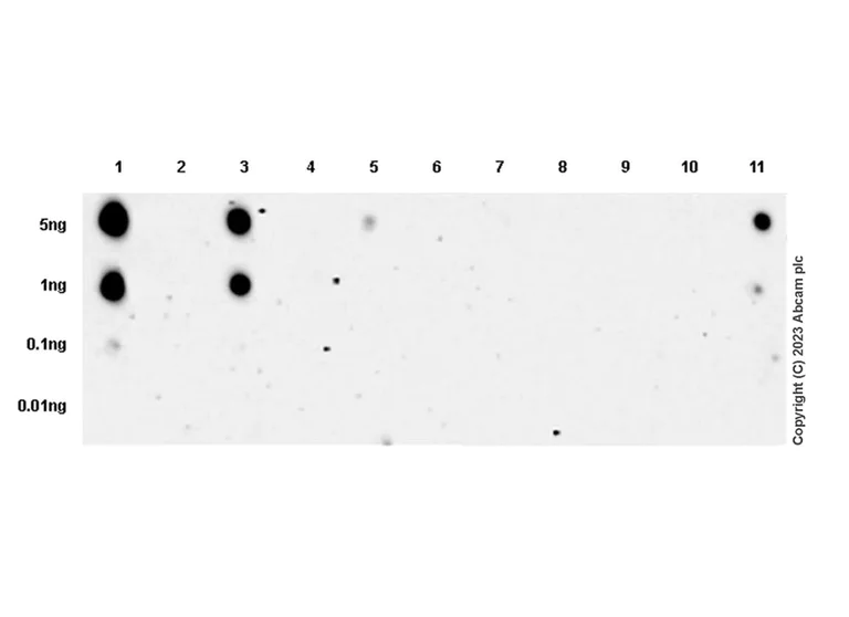 Dot Blot - Anti-pan cytokeratin antibody [EPR28285-45] - BSA and Azide free (AB308263)