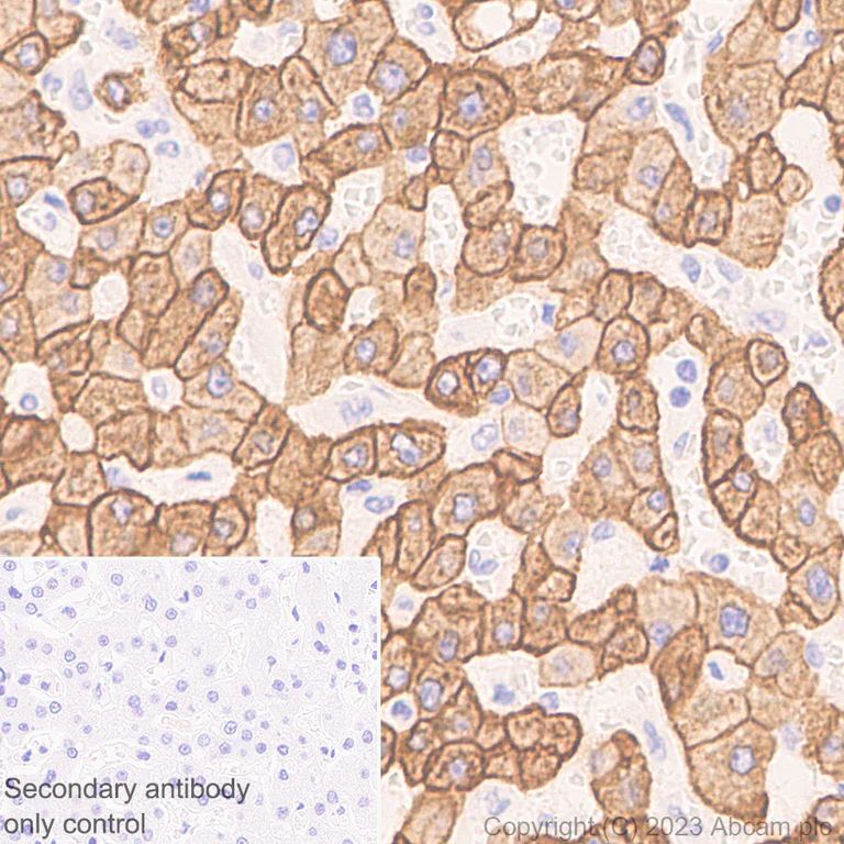 Immunohistochemistry (Formalin/PFA-fixed paraffin-embedded sections) - Anti-pan cytokeratin antibody [EPR28285-45] - BSA and Azide free (AB308263)