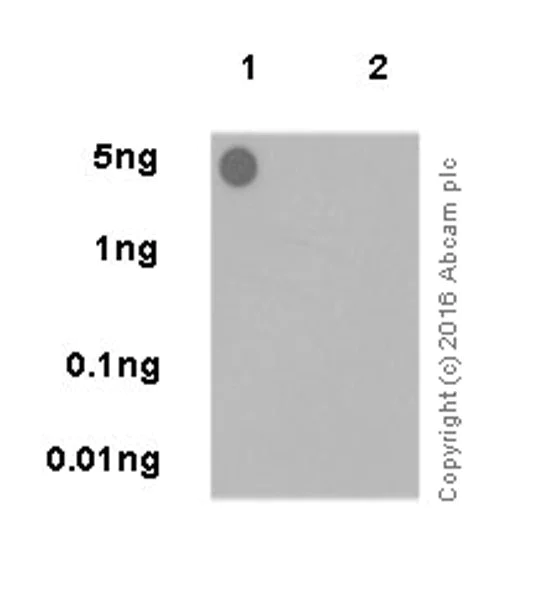 Dot Blot - Anti-Pan-Farnesylation antibody [EPR19409] - BSA and Azide free (AB251276)