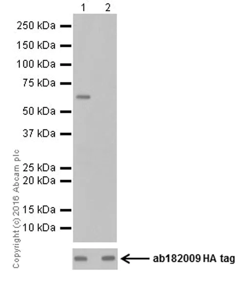 Western blot - Anti-Pan-Farnesylation antibody [EPR19409] - BSA and Azide free (AB251276)