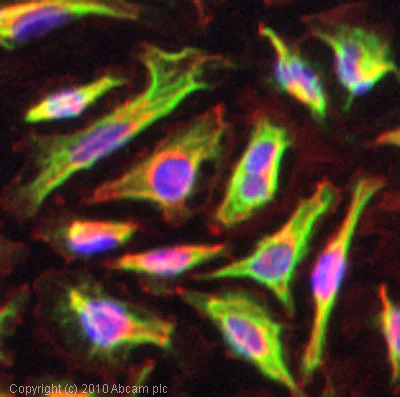 Immunocytochemistry/ Immunofluorescence - Anti-pan Keratin antibody [80] (AB8068)