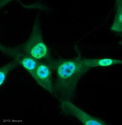 Immunocytochemistry/ Immunofluorescence - Anti-pan Keratin antibody [80] (AB8068), expandable thumbnail