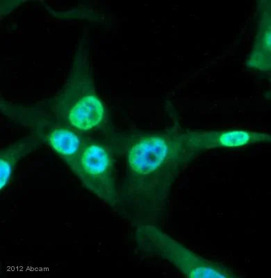 Immunocytochemistry/ Immunofluorescence - Anti-pan Keratin antibody [80] (AB8068)