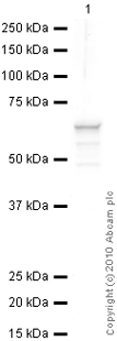 Western blot - Anti-pan Keratin antibody [80] (AB8068), expandable thumbnail