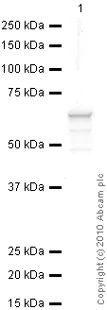 Western blot - Anti-pan Keratin antibody [80] (AB8068)