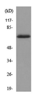 Western blot - Anti-pan Keratin antibody (AB190625)