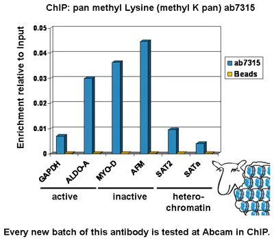 ChIP - Anti-pan methyl Lysine antibody - ChIP Grade (AB7315)