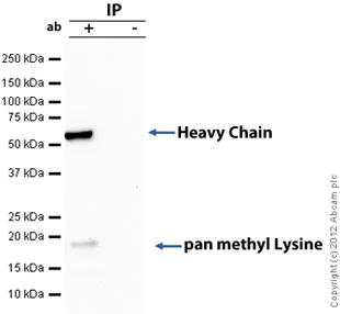 Immunoprecipitation - Anti-pan methyl Lysine antibody - ChIP Grade (AB7315)