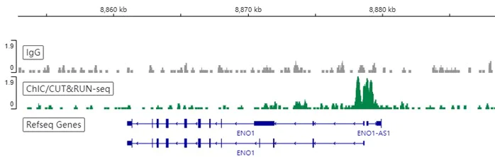 ChIC/CUT&RUN sequencing - Anti-pan-myc antibody [EPR18863] (AB195207)