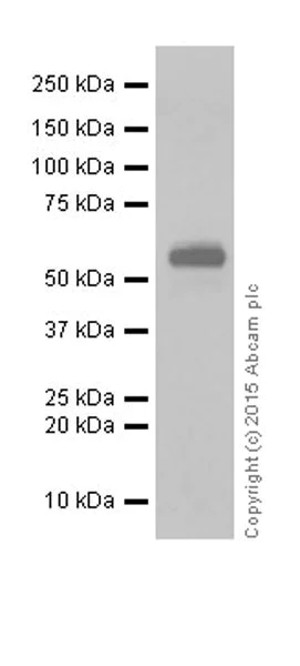Western blot - Anti-pan-myc antibody [EPR18863] (AB195207)