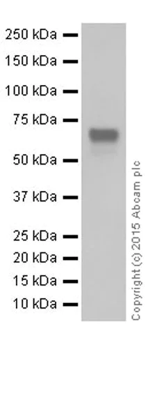 Western blot - Anti-pan-myc antibody [EPR18863] (AB195207)