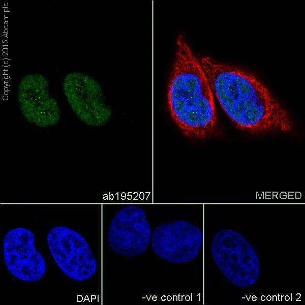 Immunocytochemistry/ Immunofluorescence - Anti-pan-myc antibody [EPR18863] - BSA and Azide free (AB251199)