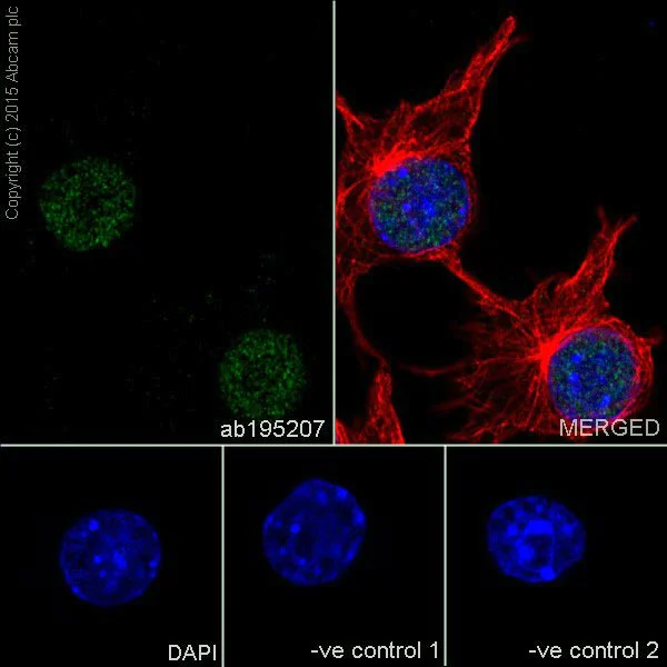 Immunocytochemistry/ Immunofluorescence - Anti-pan-myc antibody [EPR18863] - BSA and Azide free (AB251199)