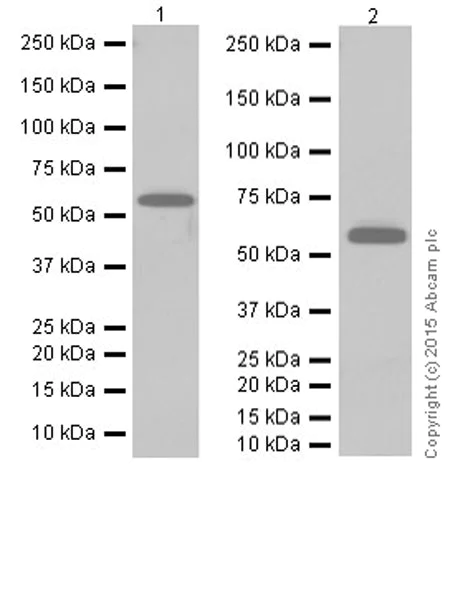 Western blot - Anti-pan-myc antibody [EPR18863] - BSA and Azide free (AB251199)