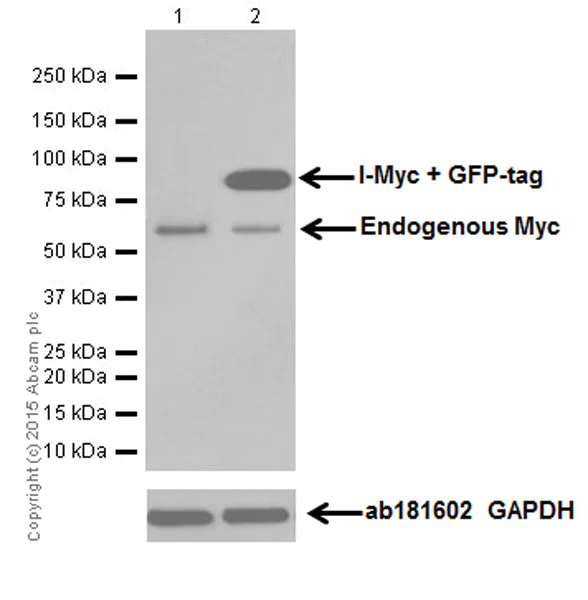 Western blot - Anti-pan-myc antibody [EPR18863] - BSA and Azide free (AB251199)