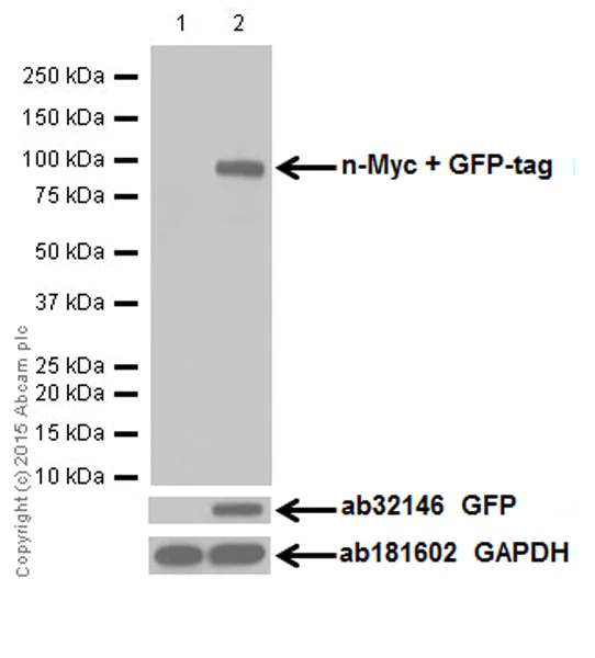 Western blot - Anti-pan-myc antibody [EPR18863] - BSA and Azide free (AB251199)
