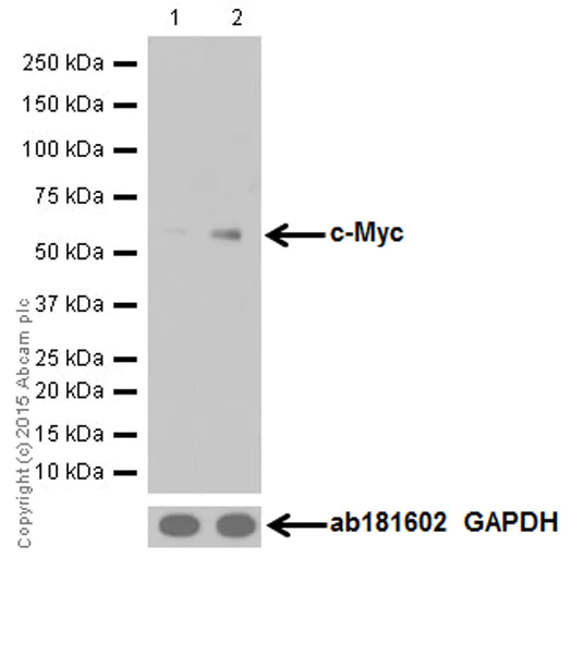 Western blot - Anti-pan-myc antibody [EPR18863] - BSA and Azide free (AB251199)