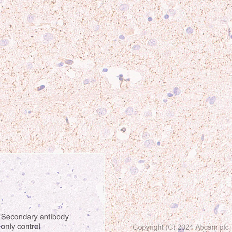 Immunohistochemistry (Formalin/PFA-fixed paraffin-embedded sections) - Anti-pan NOS antibody [RM1126] (AB316334)