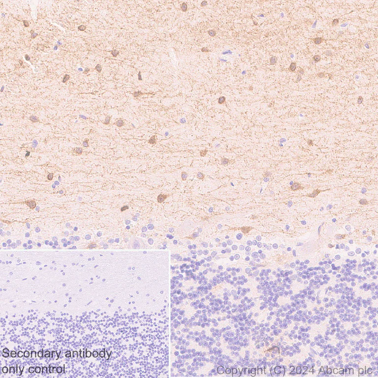 Immunohistochemistry (Formalin/PFA-fixed paraffin-embedded sections) - Anti-pan NOS antibody [RM1126] (AB316334)