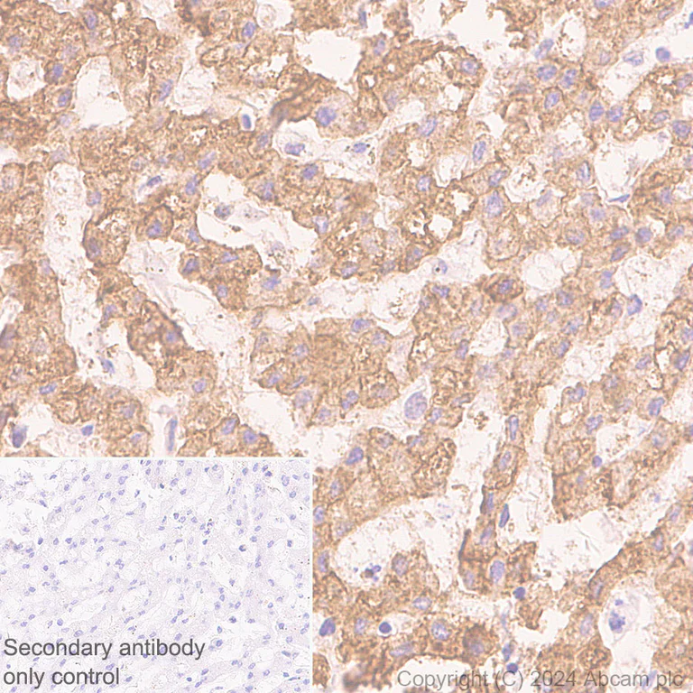 Immunohistochemistry (Formalin/PFA-fixed paraffin-embedded sections) - Anti-pan NOS antibody [RM1126] (AB316334)