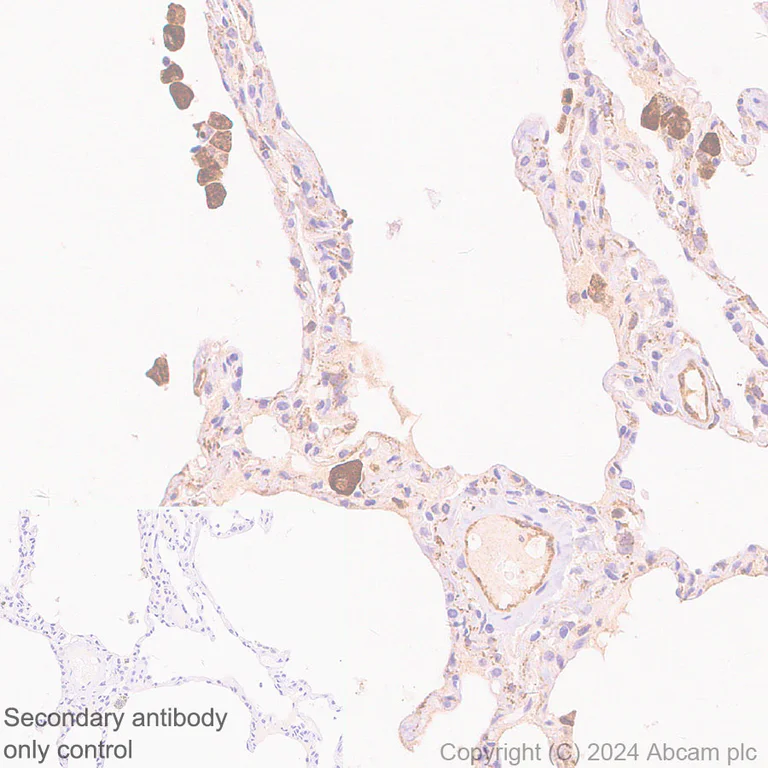 Immunohistochemistry (Formalin/PFA-fixed paraffin-embedded sections) - Anti-pan NOS antibody [RM1126] (AB316334)