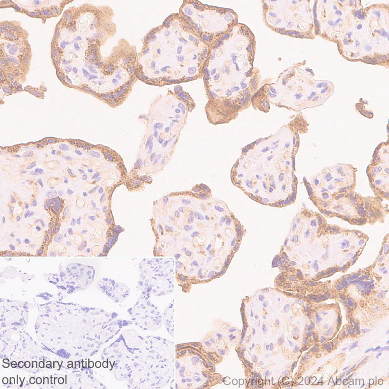 Immunohistochemistry (Formalin/PFA-fixed paraffin-embedded sections) - Anti-pan NOS antibody [RM1126] (AB316334)