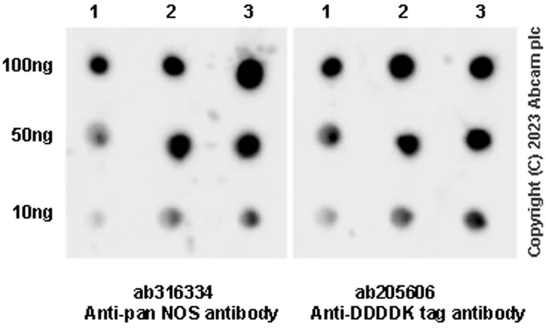 Dot Blot - Anti-pan NOS antibody [RM1126] - BSA and Azide free (AB316335)
