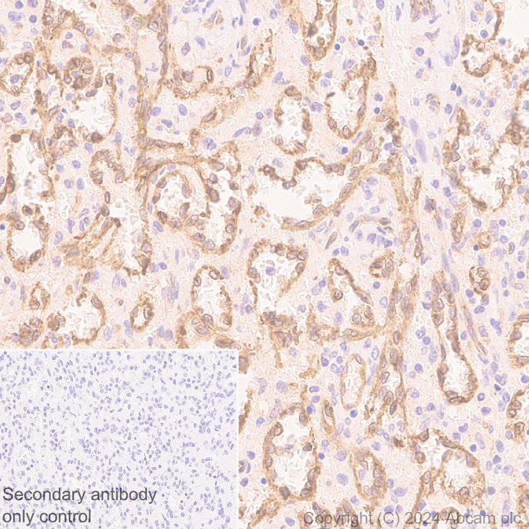 Immunohistochemistry (Formalin/PFA-fixed paraffin-embedded sections) - Anti-pan NOS antibody [RM1126] - BSA and Azide free (AB316335)