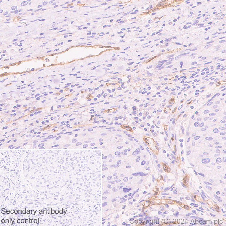 Immunohistochemistry (Formalin/PFA-fixed paraffin-embedded sections) - Anti-pan NOS antibody [RM1126] - BSA and Azide free (AB316335)