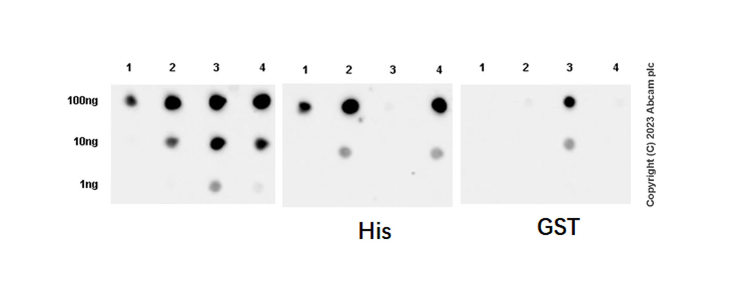 Dot Blot - Anti-pan PDE4 antibody [EPR25202-101] (AB300108), expandable thumbnail
