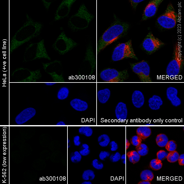 Immunocytochemistry/ Immunofluorescence - Anti-pan PDE4 antibody [EPR25202-101] (ab300108), expandable thumbnail