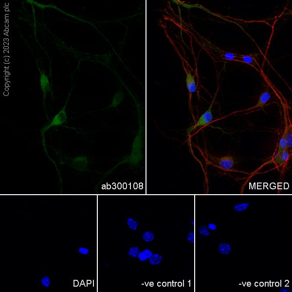 Immunocytochemistry/ Immunofluorescence - Anti-pan PDE4 antibody [EPR25202-101] (AB300108), expandable thumbnail