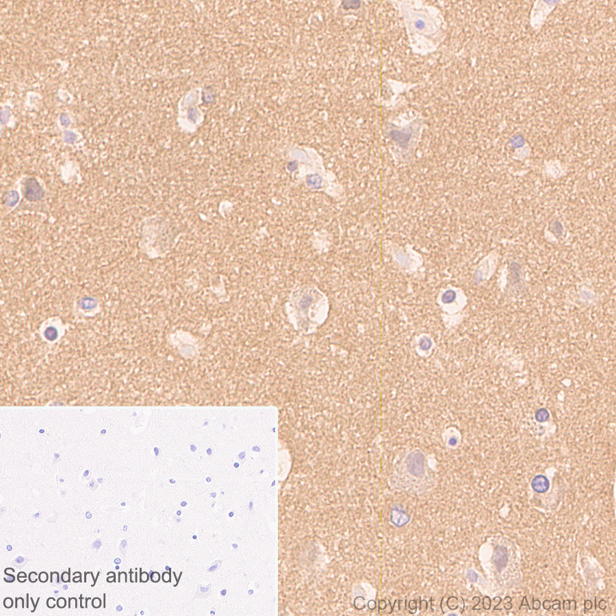 Immunohistochemistry (Formalin/PFA-fixed paraffin-embedded sections) - Anti-pan PDE4 antibody [EPR25202-101] (ab300108), expandable thumbnail