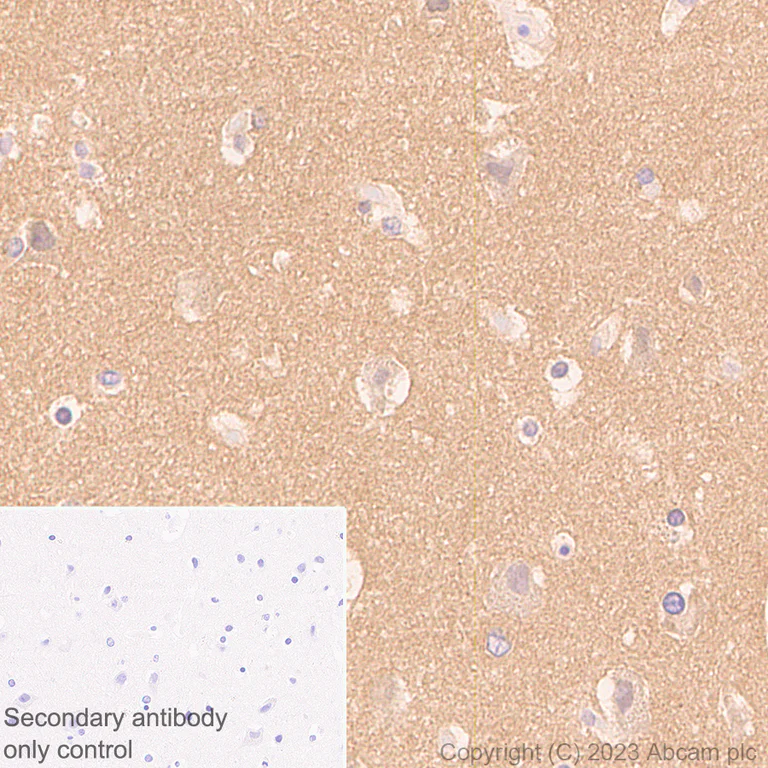 Immunohistochemistry (Formalin/PFA-fixed paraffin-embedded sections) - Anti-pan PDE4 antibody [EPR25202-101] (AB300108)