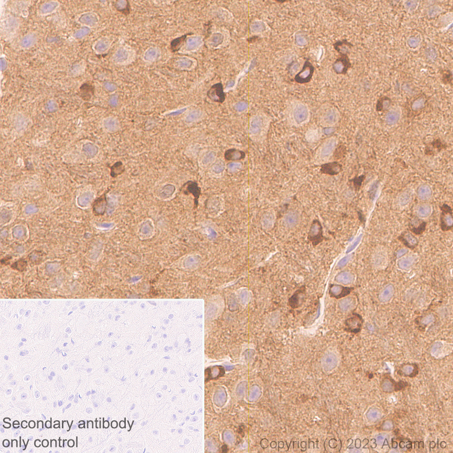 Immunohistochemistry (Formalin/PFA-fixed paraffin-embedded sections) - Anti-pan PDE4 antibody [EPR25202-101] (ab300108), expandable thumbnail