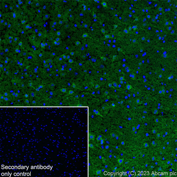 Immunohistochemistry (Frozen sections) - Anti-pan PDE4 antibody [EPR25202-101] (ab300108), expandable thumbnail