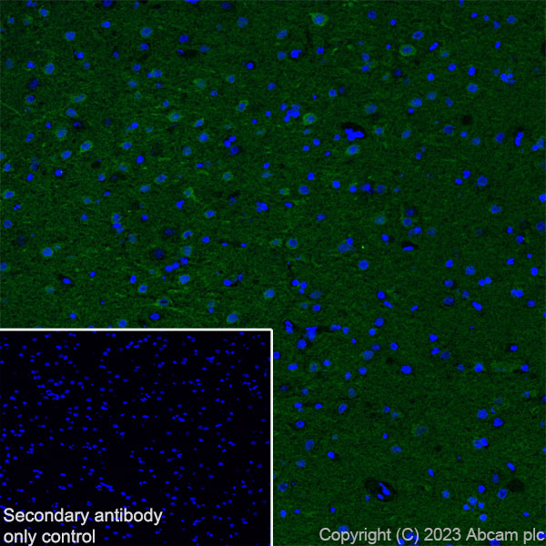 Immunohistochemistry (Frozen sections) - Anti-pan PDE4 antibody [EPR25202-101] (ab300108), expandable thumbnail